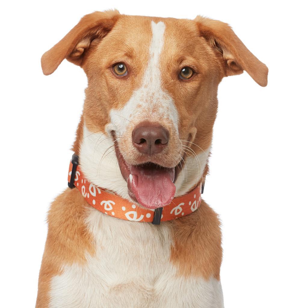 Lux, an adoptable Australian Shepherd, Hound in Kanab, UT, 84741 | Photo Image 1