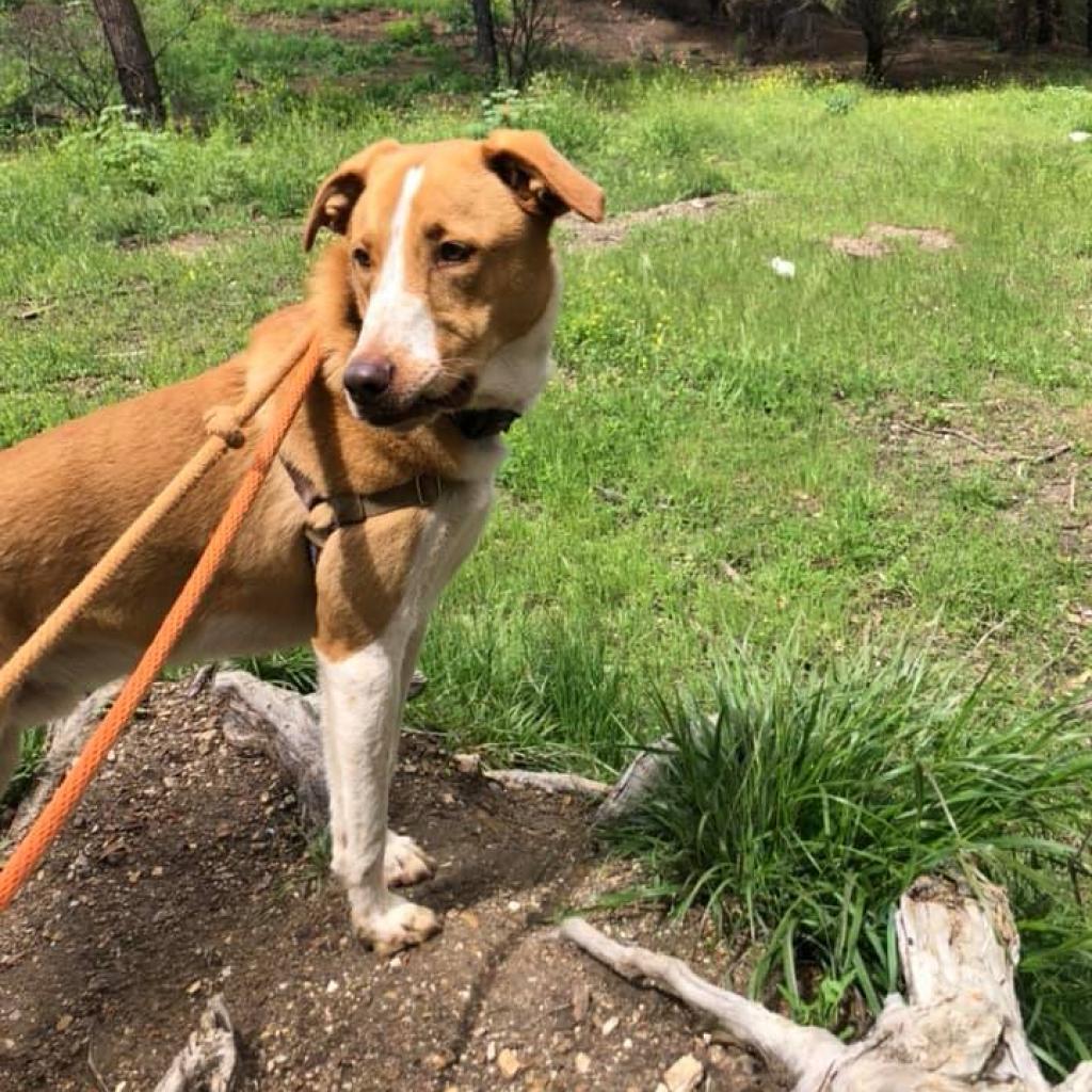 Lux, an adoptable Australian Shepherd, Hound in Kanab, UT, 84741 | Photo Image 2