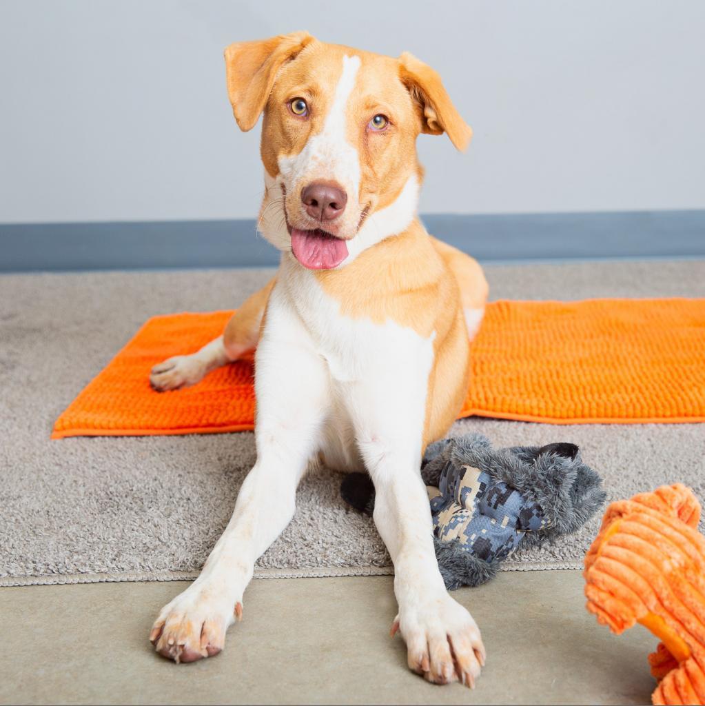 Lux, an adoptable Australian Shepherd, Hound in Kanab, UT, 84741 | Photo Image 3