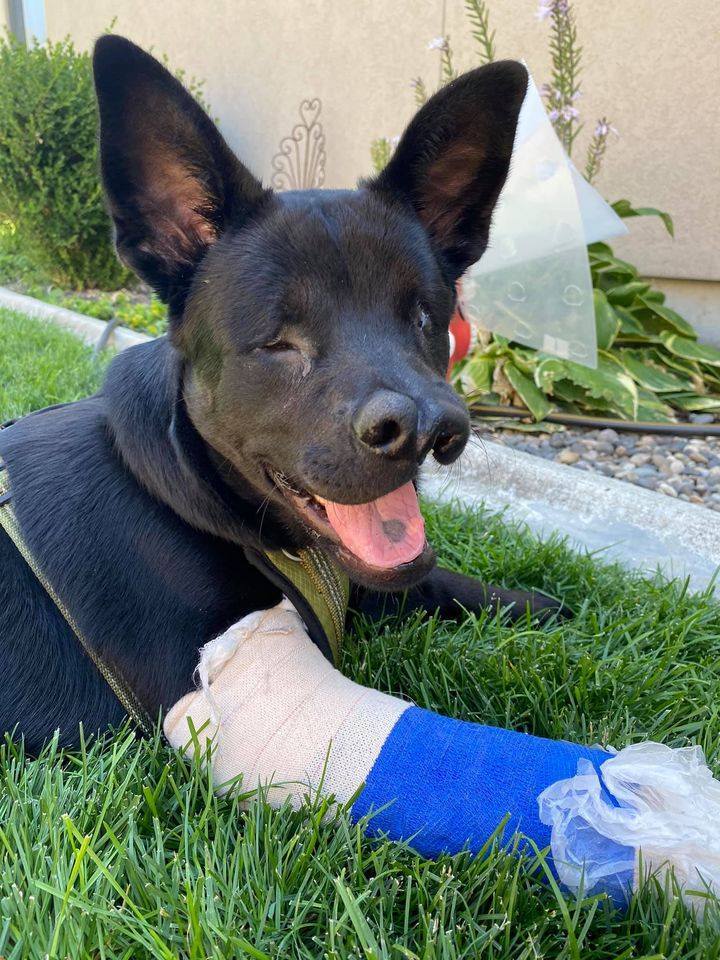Eclipse, an adoptable Labrador Retriever in Kennewick, WA, 99336 | Photo Image 2