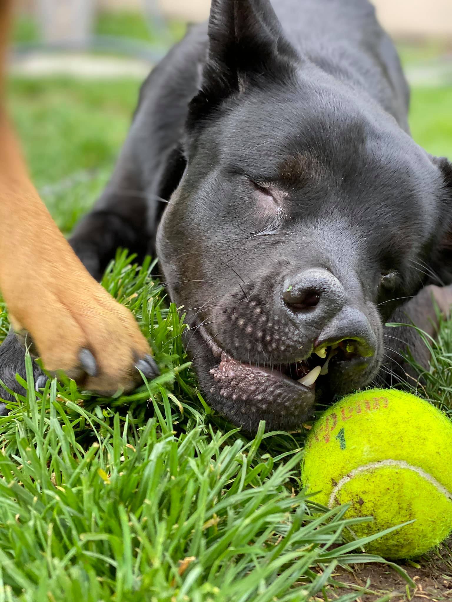 Eclipse, an adoptable Labrador Retriever in Kennewick, WA, 99336 | Photo Image 3