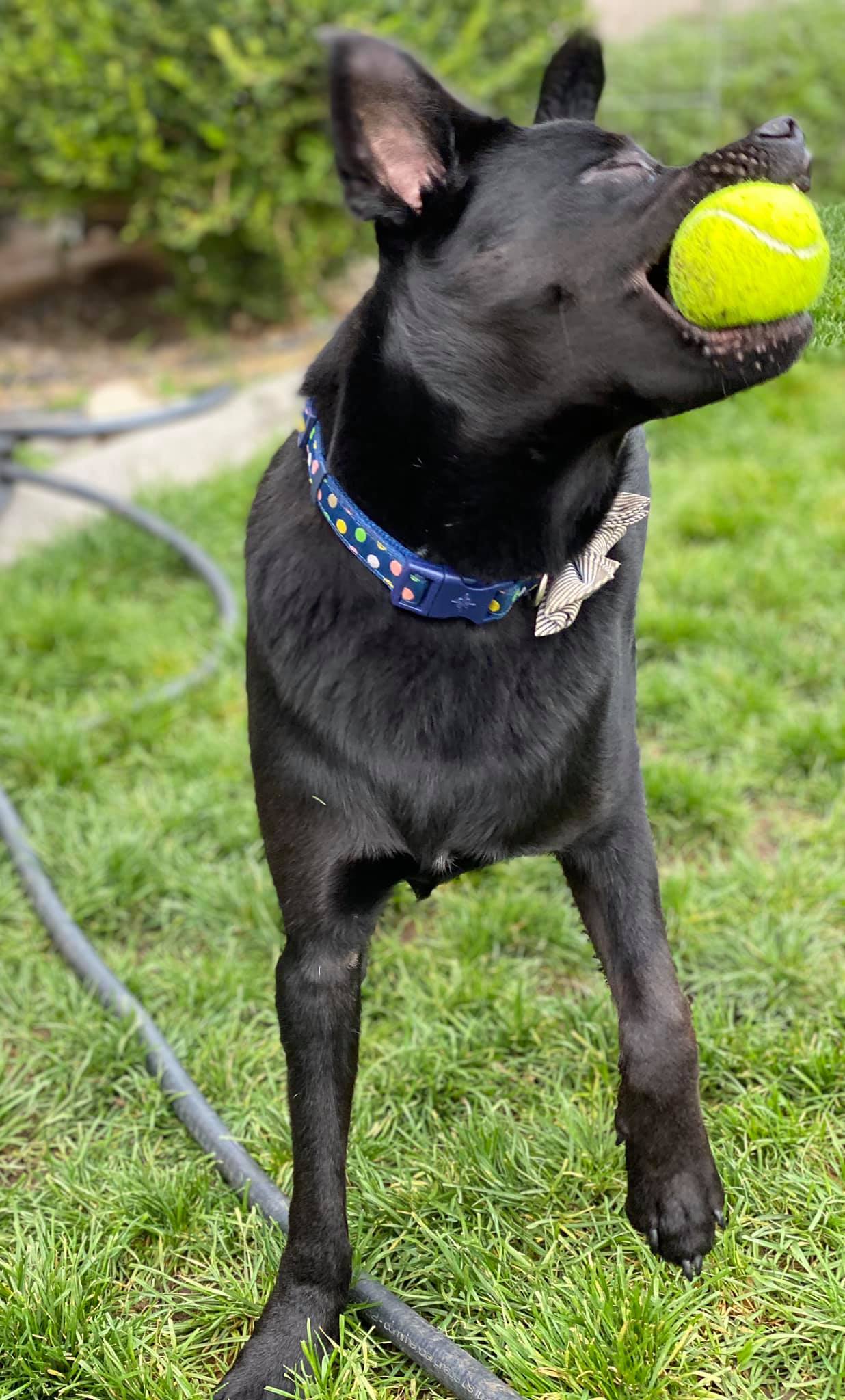 Eclipse, an adoptable Labrador Retriever in Kennewick, WA, 99336 | Photo Image 1