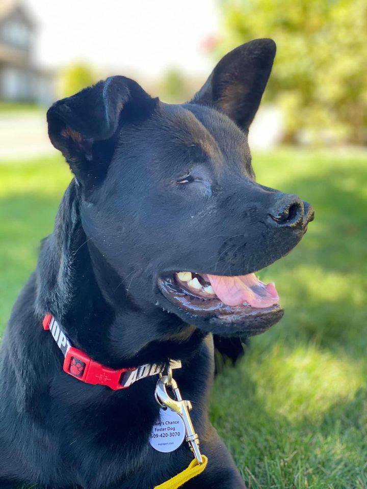 Eclipse, an adoptable Labrador Retriever in Kennewick, WA, 99336 | Photo Image 4