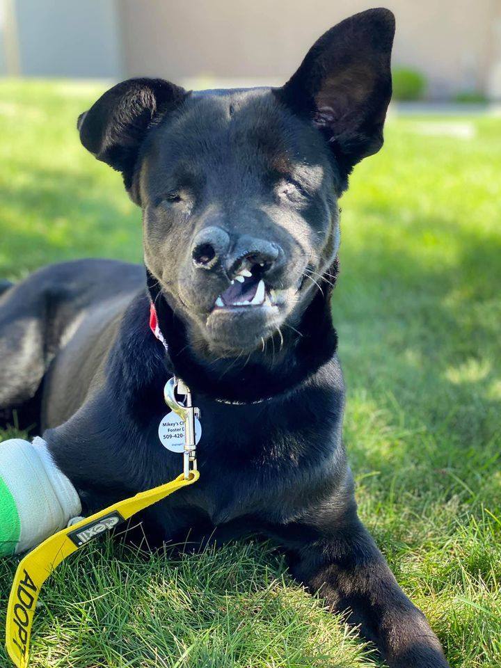 Eclipse, an adoptable Labrador Retriever in Kennewick, WA, 99336 | Photo Image 5