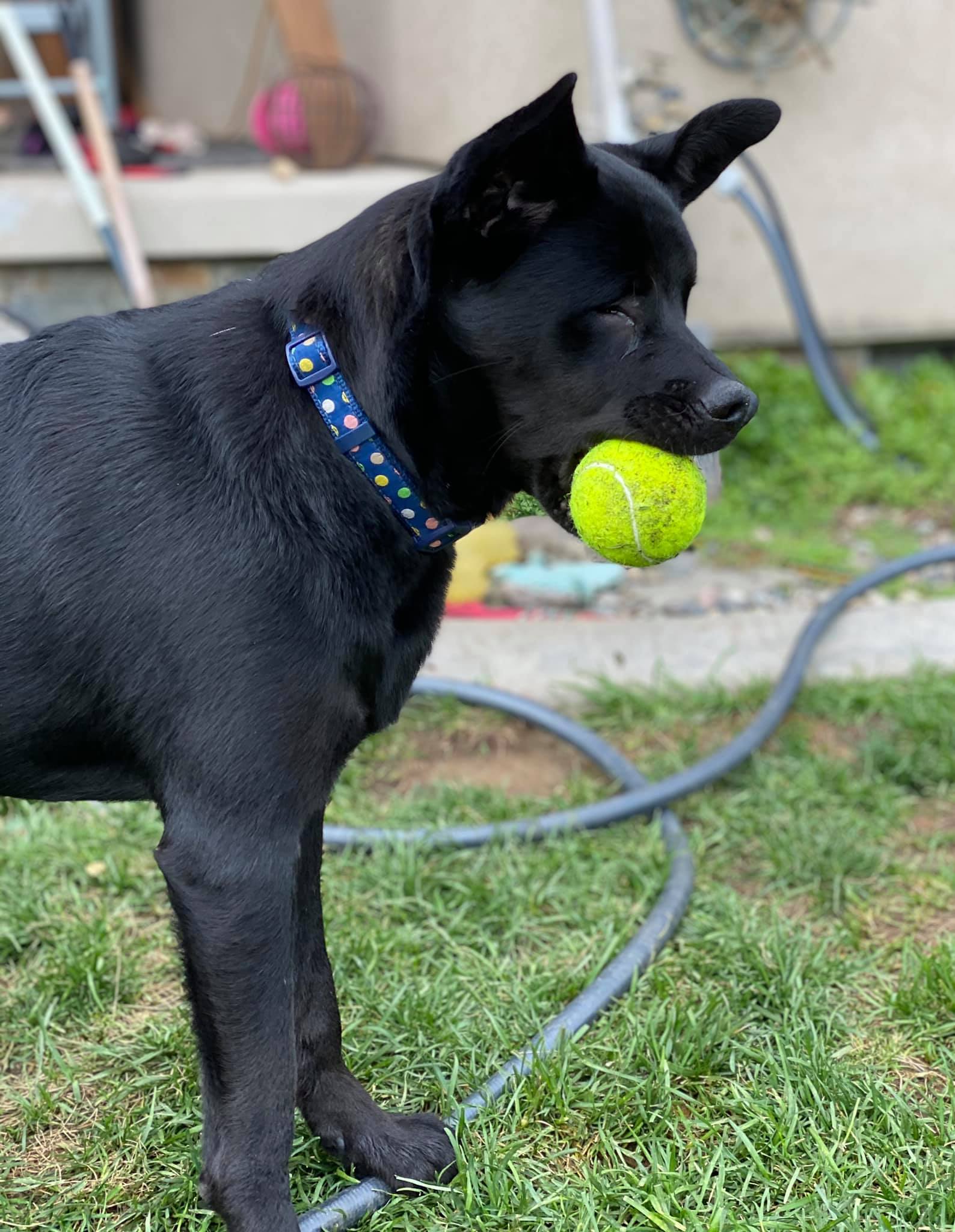 Eclipse, an adoptable Labrador Retriever in Kennewick, WA, 99336 | Photo Image 6