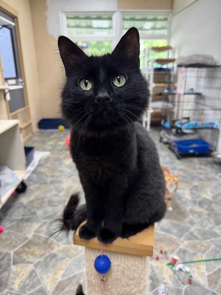Acorn, an adoptable Domestic Long Hair in Shorewood, IL, 60431 | Photo Image 1