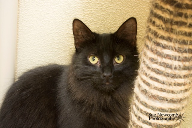 Acorn, an adoptable Domestic Long Hair in Shorewood, IL, 60431 | Photo Image 2