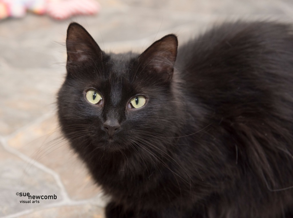 Acorn, an adoptable Domestic Long Hair in Shorewood, IL, 60431 | Photo Image 2