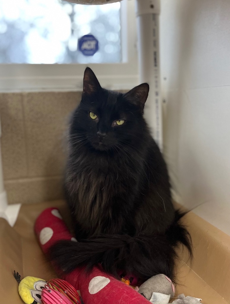 Acorn, an adoptable Domestic Long Hair in Shorewood, IL, 60431 | Photo Image 3