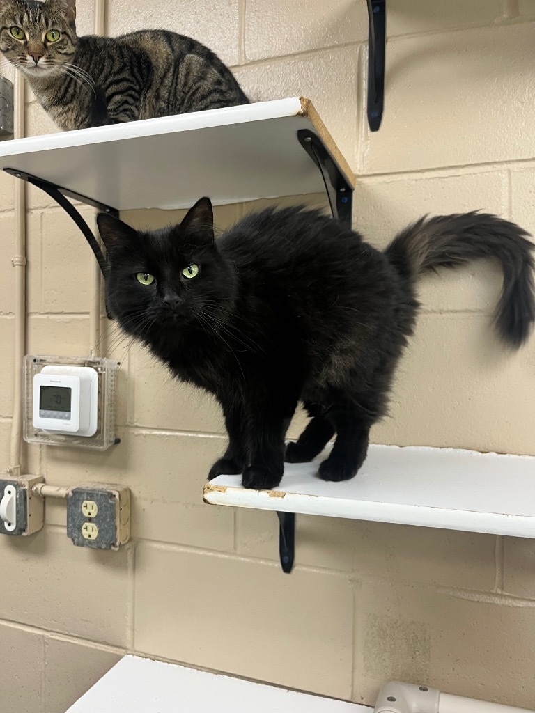 Acorn, an adoptable Domestic Long Hair in Shorewood, IL, 60431 | Photo Image 6