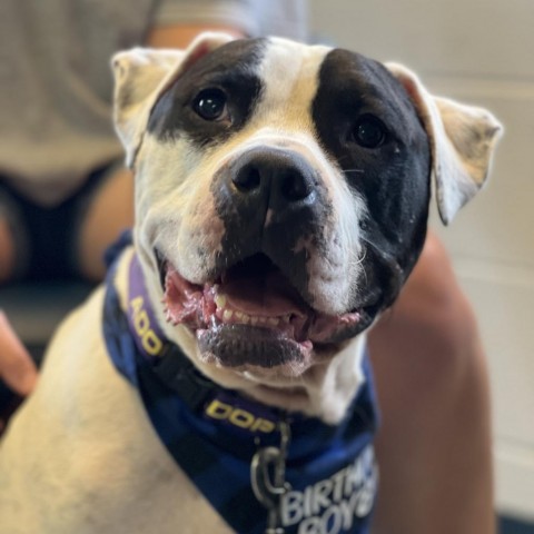 Davis, an adoptable Pit Bull Terrier, American Staffordshire Terrier in Spring, TX, 77391 | Photo Image 2