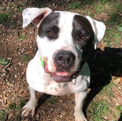 Davis, an adoptable American Bulldog in Spring, TX, 77391 | Photo Image 3