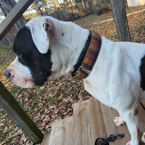 Davis, an adoptable American Bulldog in Spring, TX, 77391 | Photo Image 1