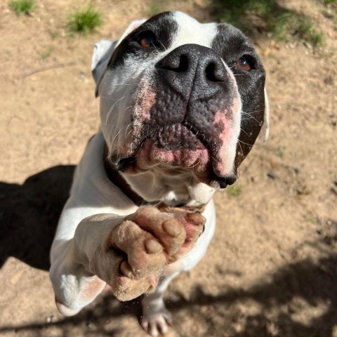 Davis, an adoptable American Bulldog in Spring, TX, 77391 | Photo Image 4