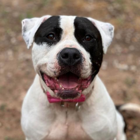 Davis, an adoptable American Bulldog in Spring, TX, 77391 | Photo Image 6