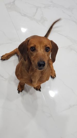 Dog For Adoption Bexley A Dachshund In Weston Fl Petfinder