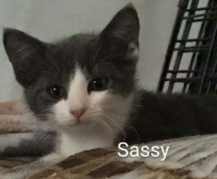 Sassy 1