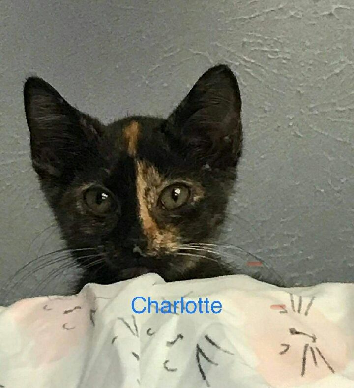 Charlotte detail page