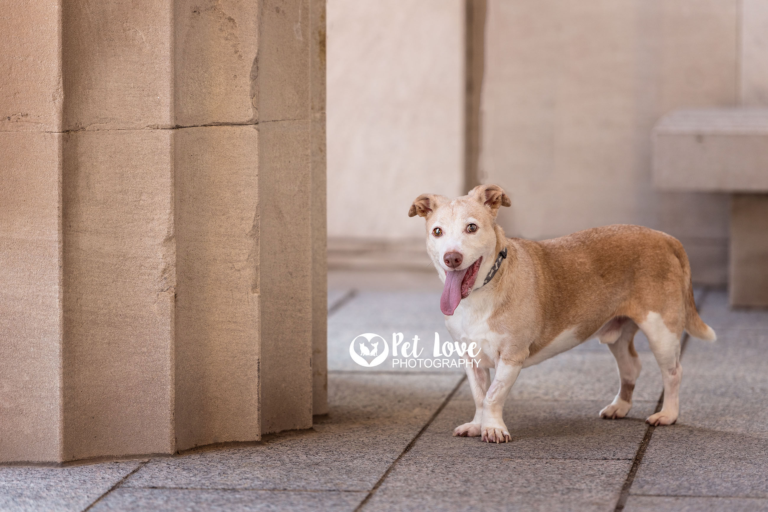 Buddy, an adoptable Jack Russell Terrier in Covington, KY, 41015 | Photo Image 3
