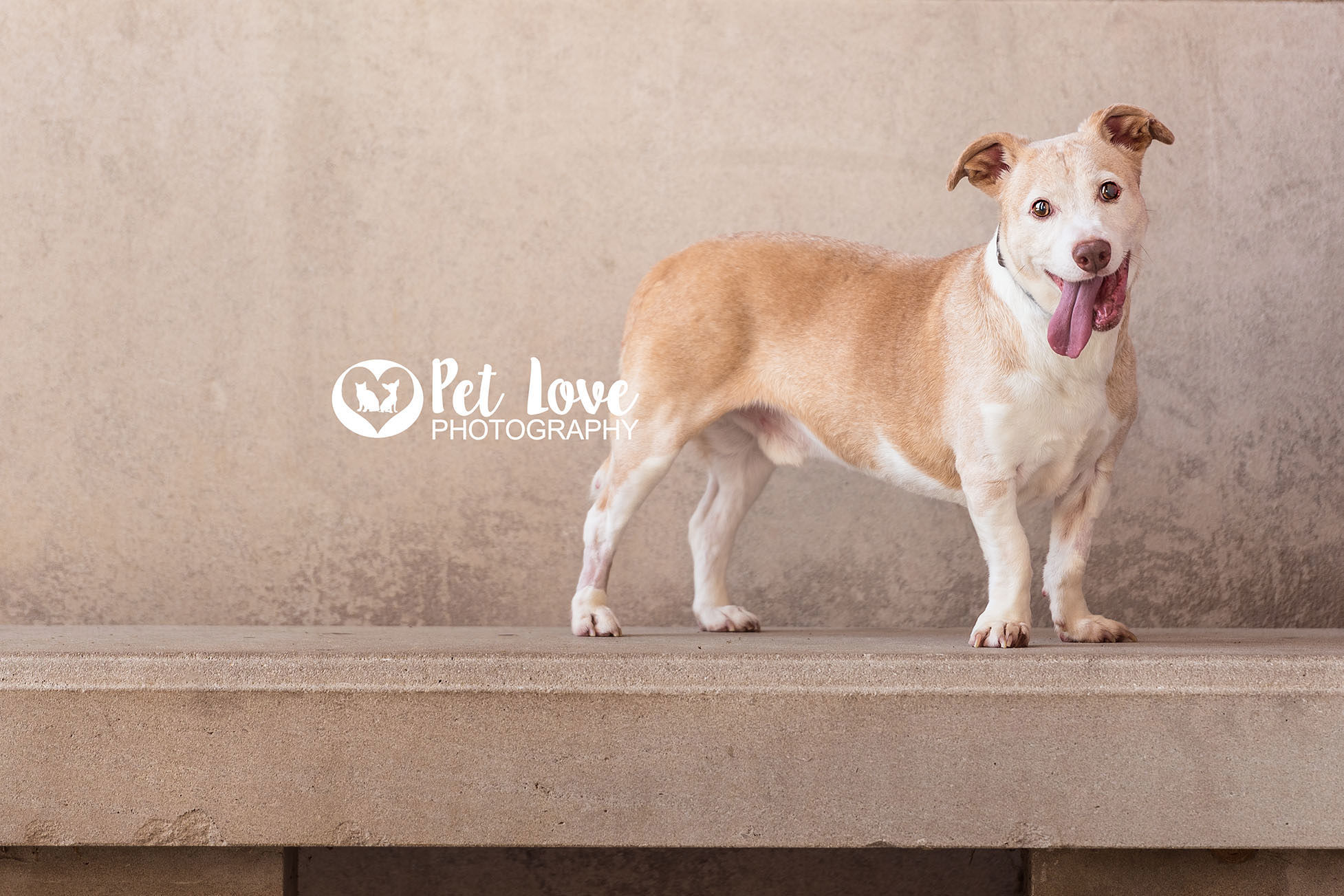 Buddy, an adoptable Jack Russell Terrier in Covington, KY, 41015 | Photo Image 4