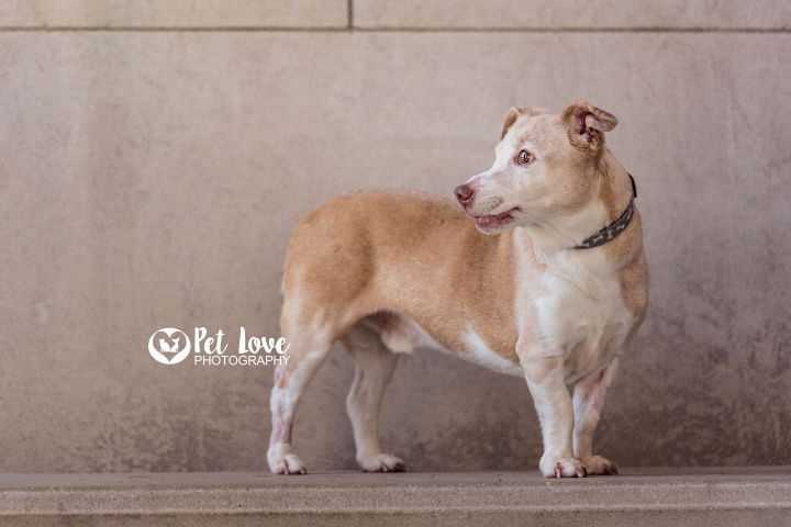 Buddy, an adoptable Jack Russell Terrier Mix in Covington, KY_image-5