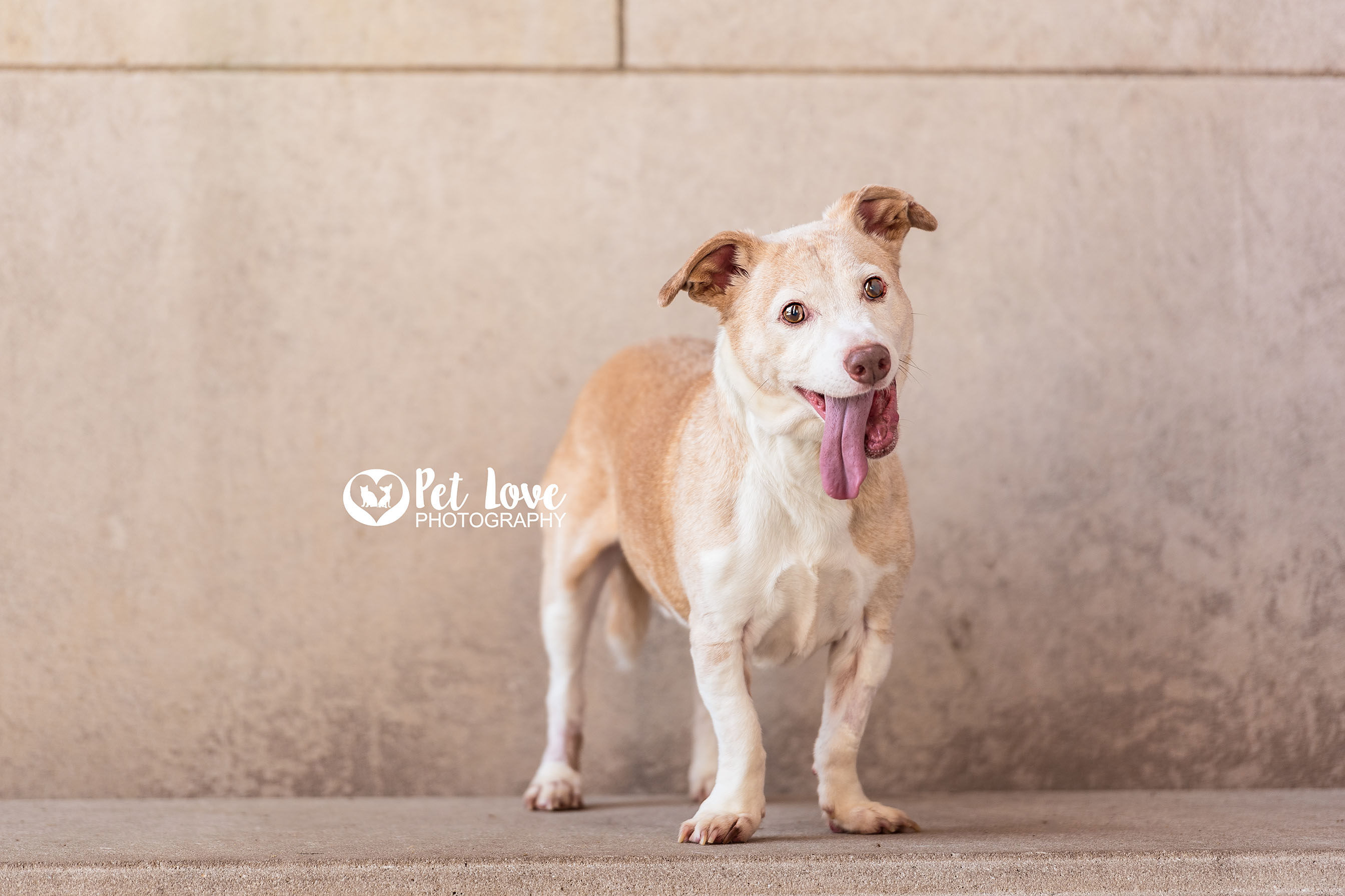 Buddy, an adoptable Jack Russell Terrier in Covington, KY, 41015 | Photo Image 6