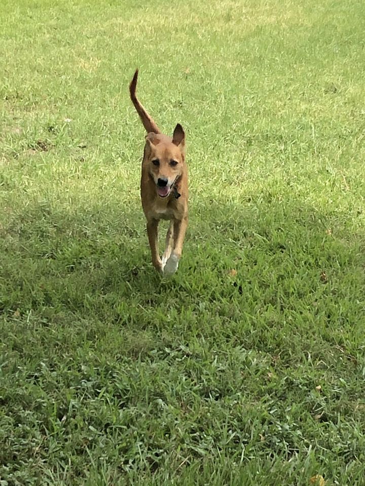 Dog for adoption - BRANDY, a Golden Retriever Mix in ...