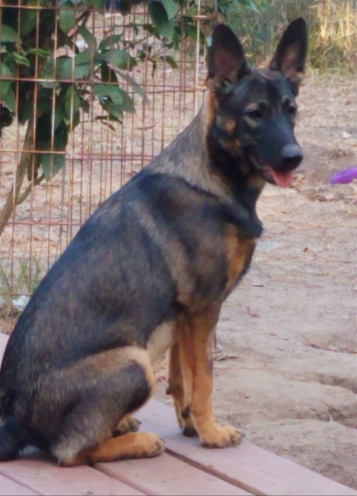 Katie 3, an adoptable German Shepherd Dog & Australian Cattle Dog / Blue Heeler Mix in Houston, TX_image-1