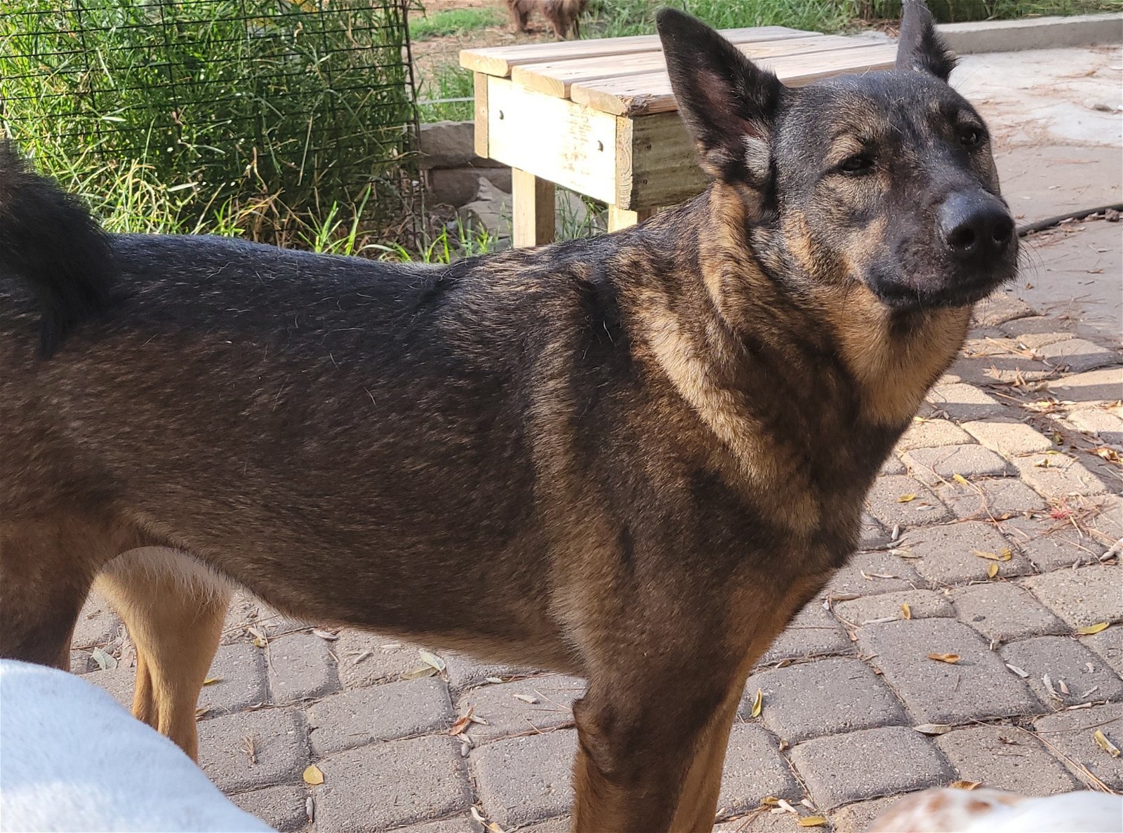 Katie 3, an adoptable German Shepherd Dog, Australian Cattle Dog / Blue Heeler in Houston, TX, 77205 | Photo Image 2