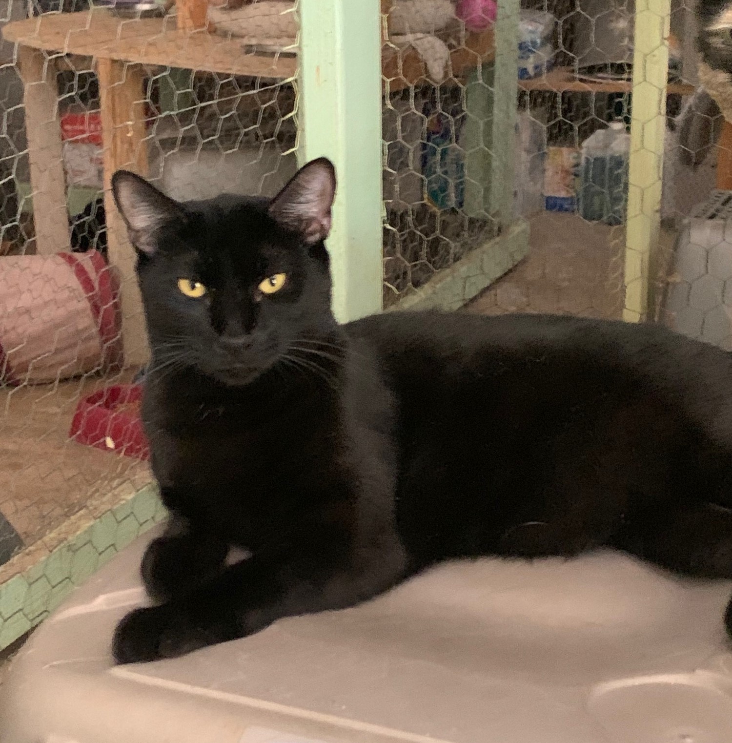 Sami, an adoptable Bombay in Golden Valley, AZ, 86413 | Photo Image 1