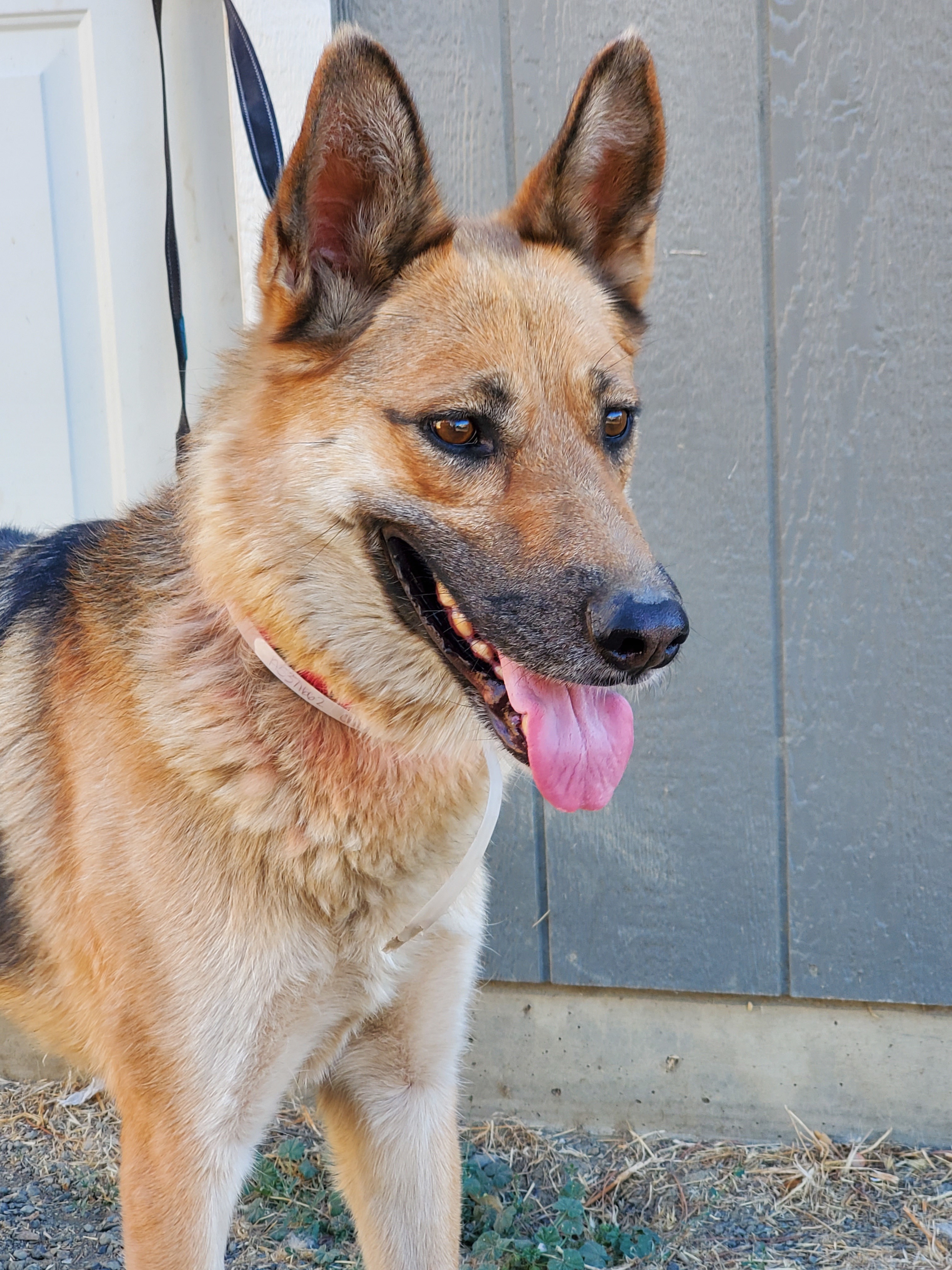 Chloe, an adoptable Shepherd in Yreka, CA, 96097 | Photo Image 1