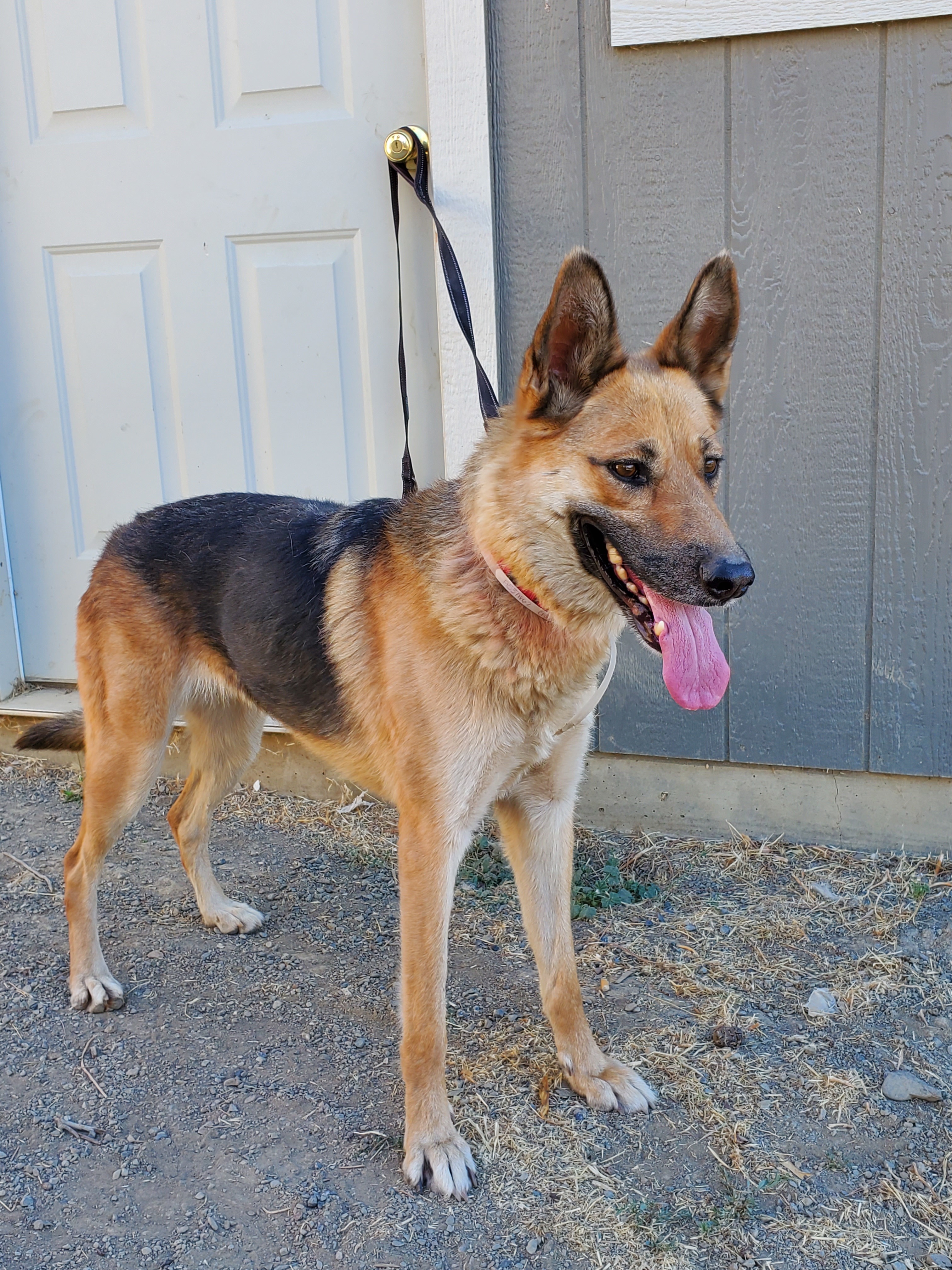 Chloe, an adoptable Shepherd in Yreka, CA, 96097 | Photo Image 2