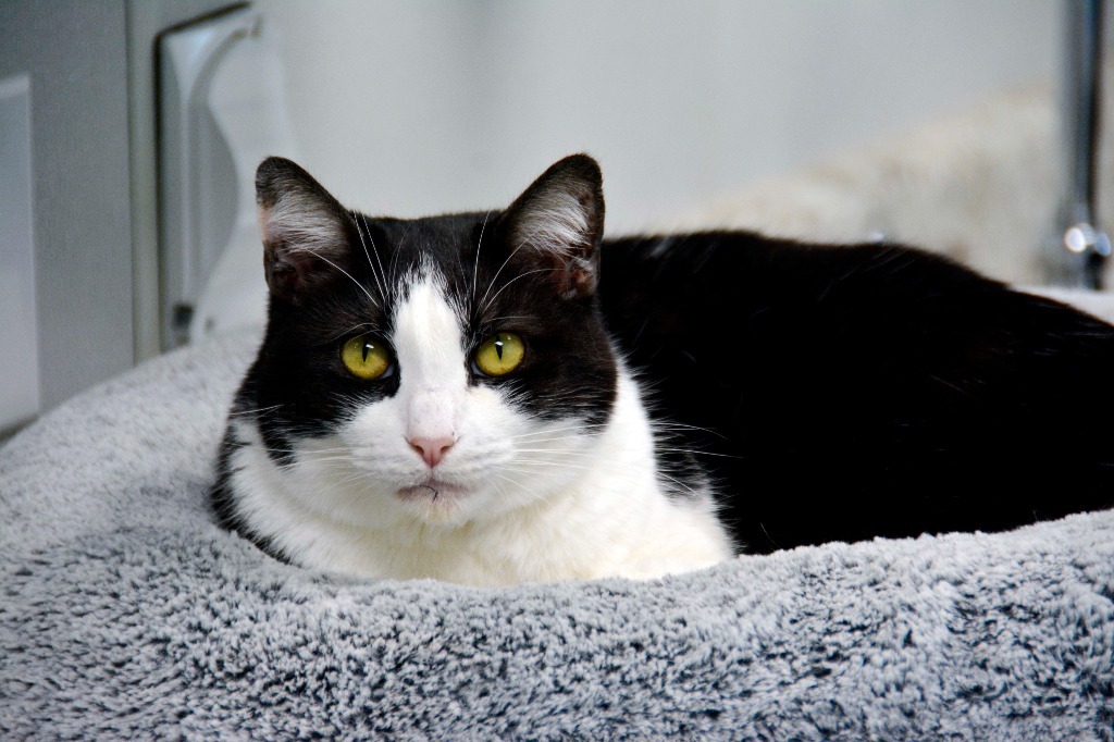 GEMINI, an adoptable Domestic Short Hair in New Bern, NC, 28563 | Photo Image 1