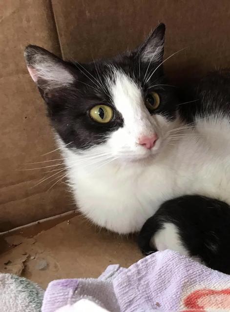 GEMINI, an adoptable Domestic Short Hair in New Bern, NC, 28563 | Photo Image 2