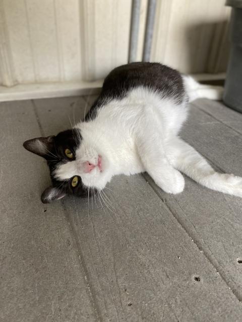 GEMINI, an adoptable Domestic Short Hair in New Bern, NC, 28563 | Photo Image 3