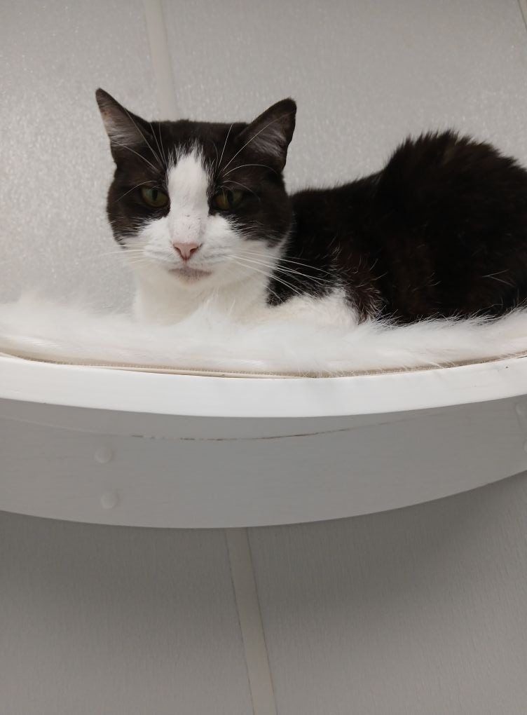 GEMINI, an adoptable Domestic Short Hair in New Bern, NC, 28563 | Photo Image 4