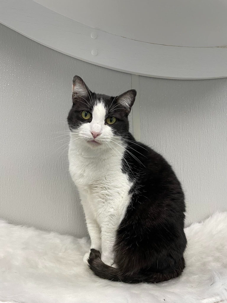 GEMINI, an adoptable Domestic Short Hair in New Bern, NC, 28563 | Photo Image 5