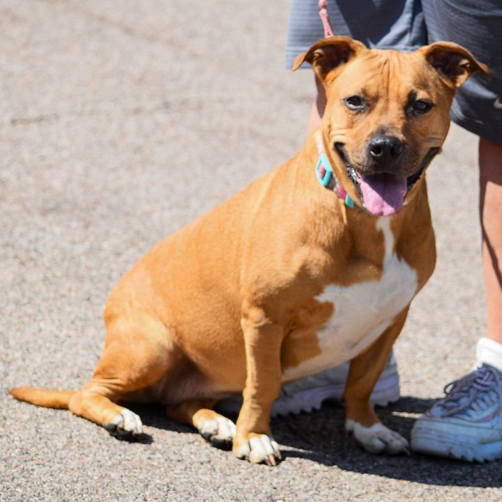 Zoey, an adoptable American Staffordshire Terrier & Basset Hound Mix in Huntley, IL_image-2