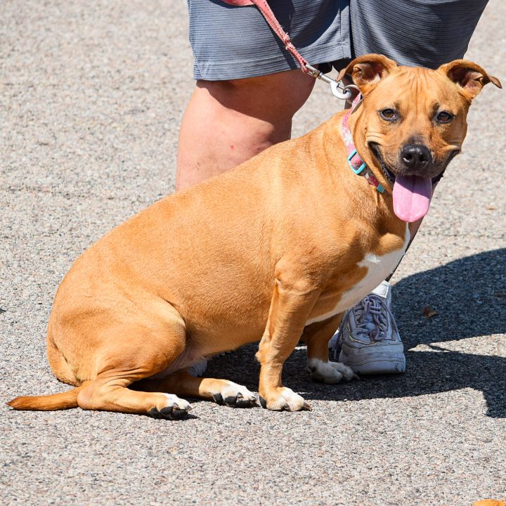 Zoey, an adoptable American Staffordshire Terrier & Basset Hound Mix in Huntley, IL_image-3