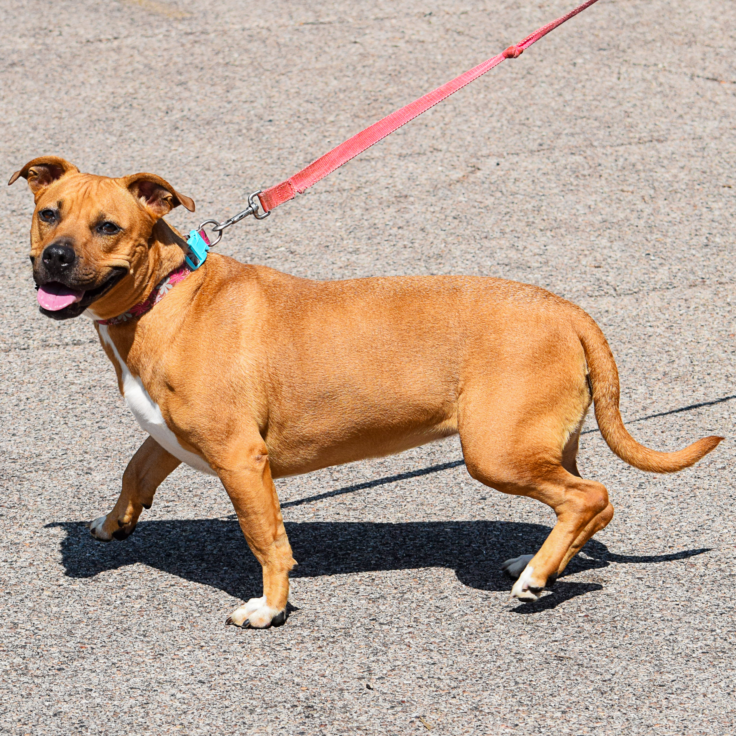 Zoey, an adoptable American Staffordshire Terrier, Basset Hound in Huntley, IL, 60142 | Photo Image 4