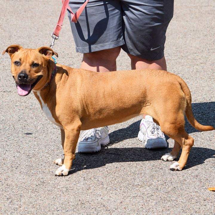 Zoey, an adoptable American Staffordshire Terrier & Basset Hound Mix in Huntley, IL_image-5