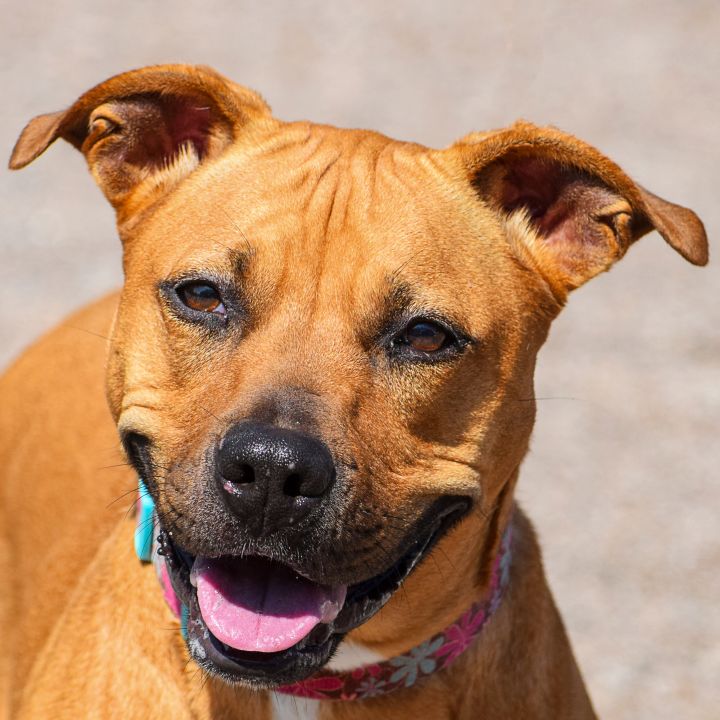 Zoey, an adoptable American Staffordshire Terrier & Basset Hound Mix in Huntley, IL_image-1