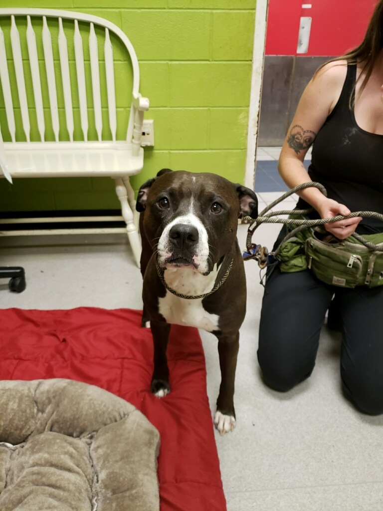 Duckie, an adoptable Boxer in Anderson, IN, 46015 | Photo Image 2
