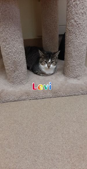 Levi