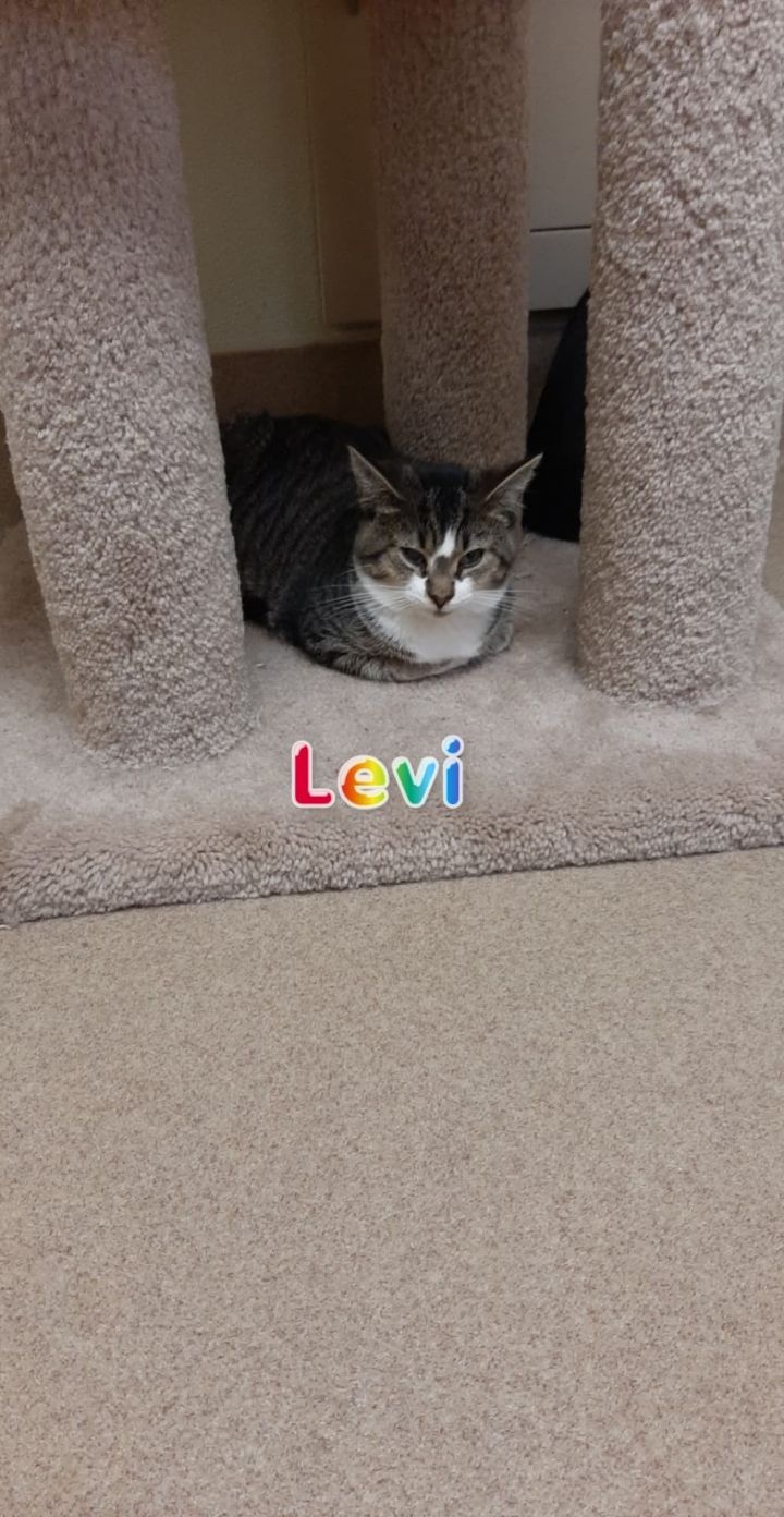 Levi 1