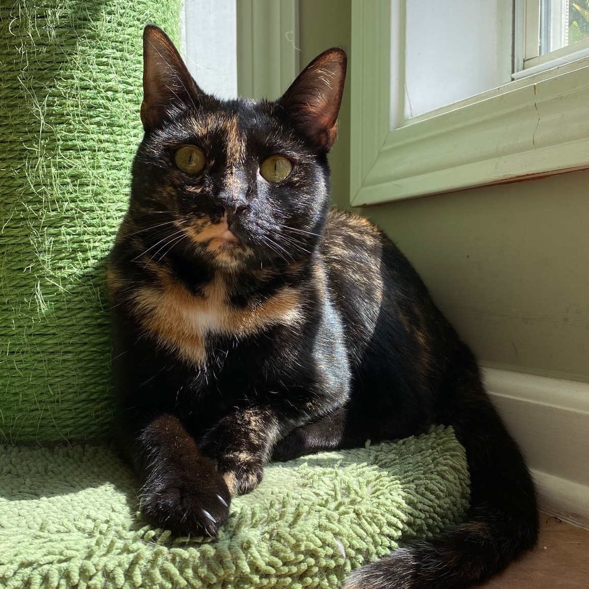 Chloe, an adoptable Tortoiseshell in Oxford, GA, 30054 | Photo Image 1