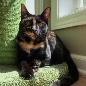 Chloe Tortoiseshell Cat