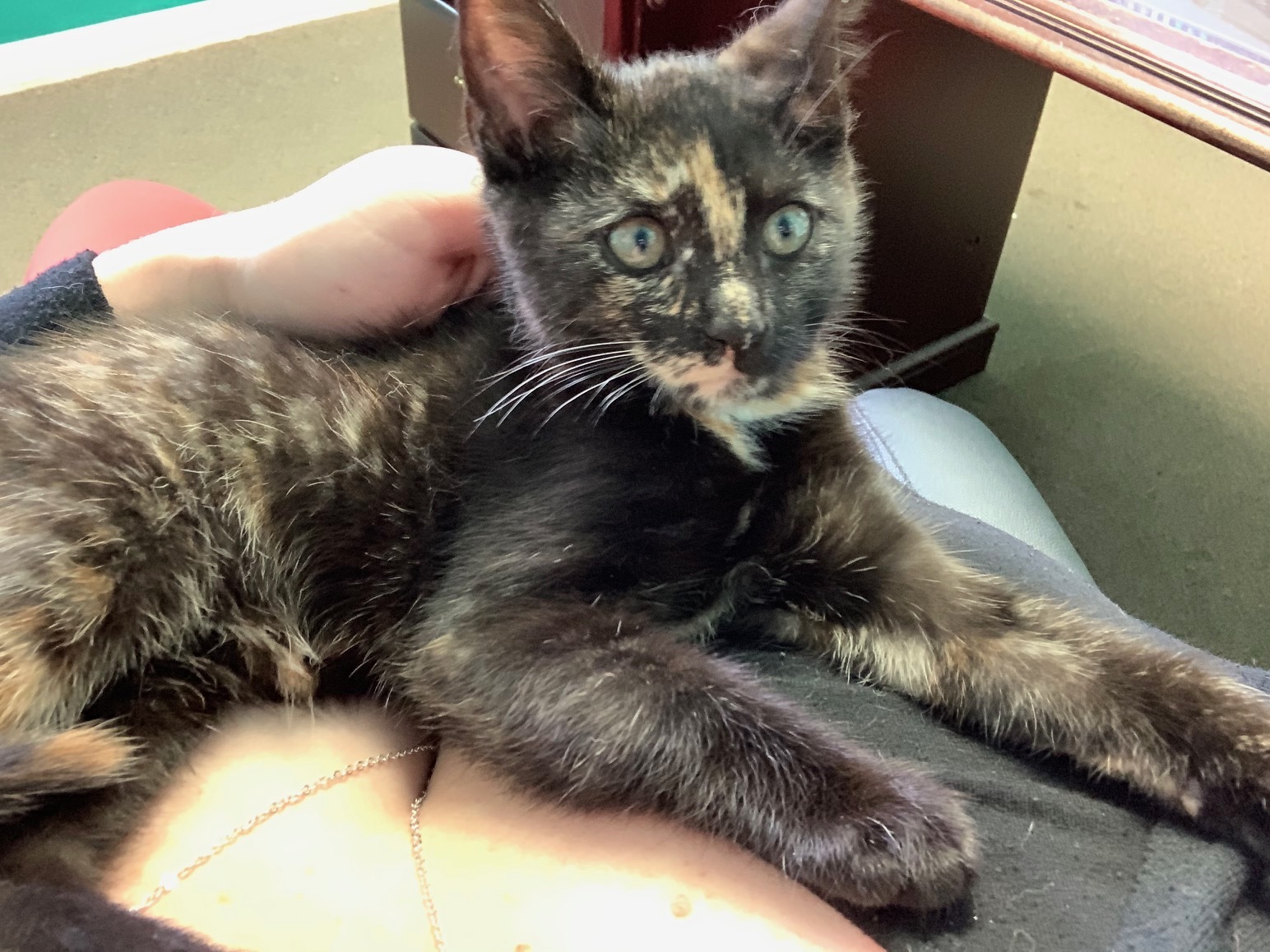 Chloe, an adoptable Tortoiseshell in Oxford, GA, 30054 | Photo Image 5