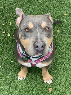 Dog for adoption - Sweetie Pie, a Pit Bull Terrier Mix in Jackson, WY