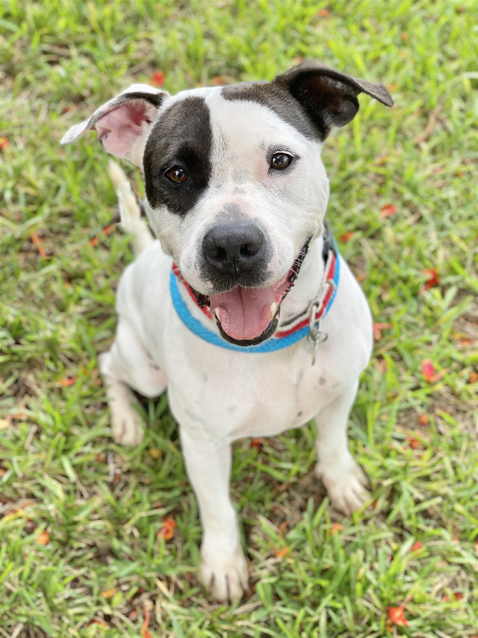 Raider, an adoptable American Bulldog in Miami, FL, 33158 | Photo Image 1